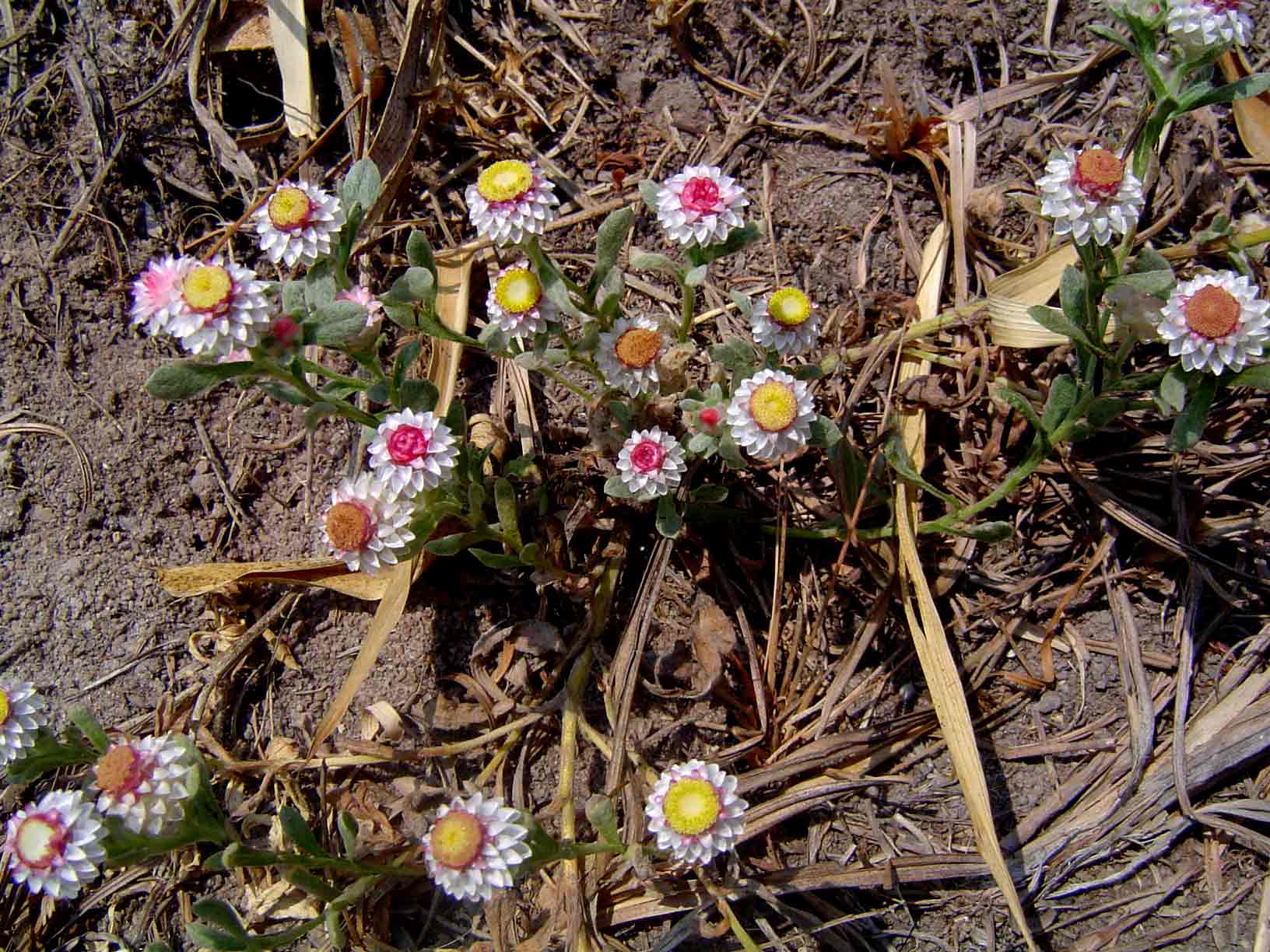 Helichrysum argyrosphaerum