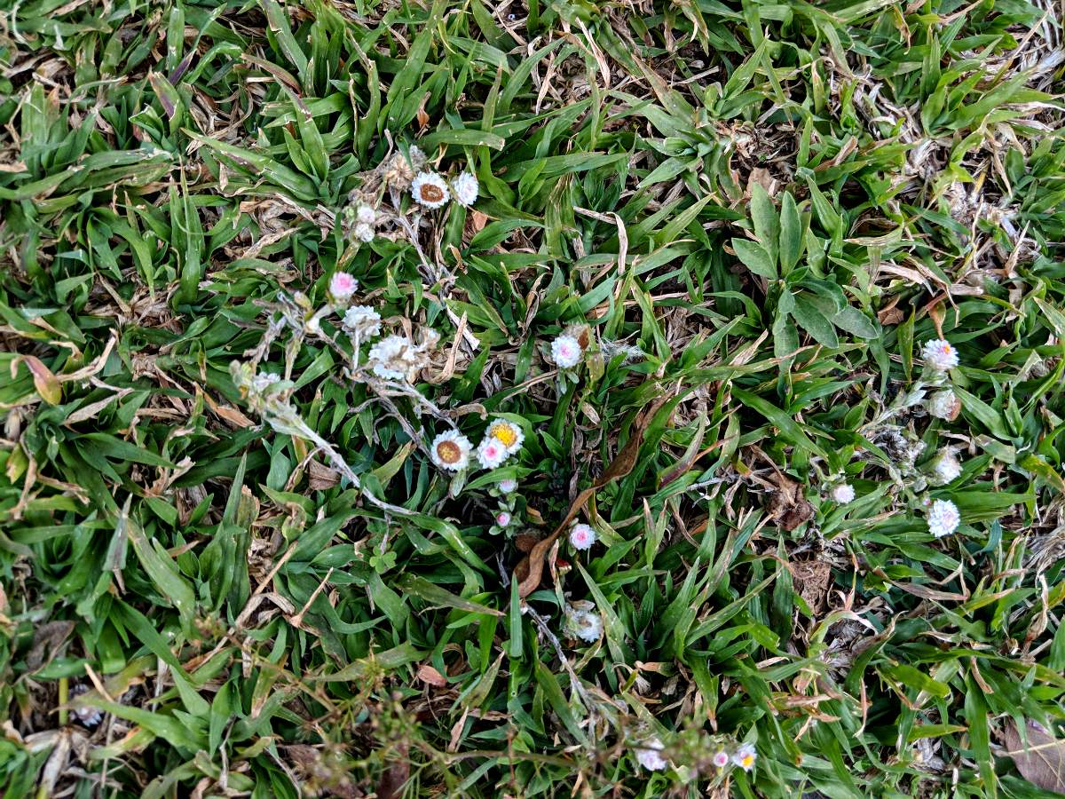 Helichrysum argyrosphaerum