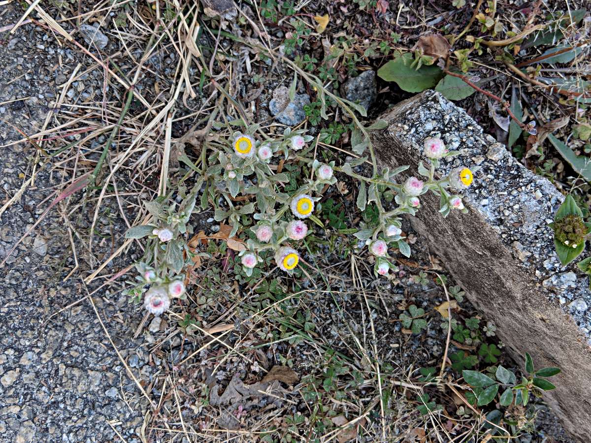 Helichrysum argyrosphaerum
