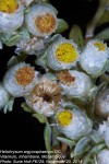 Helichrysum argyrosphaerum