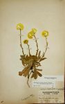 Helichrysum aureum var. monocephalum