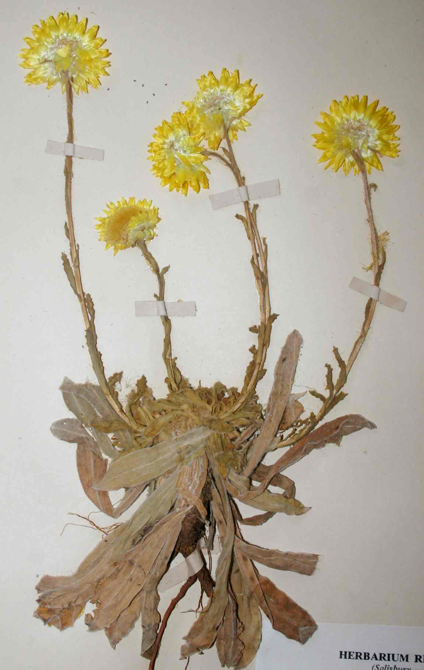 Helichrysum aureum var. monocephalum