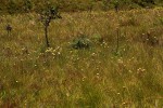 Helichrysum aureum var. monocephalum