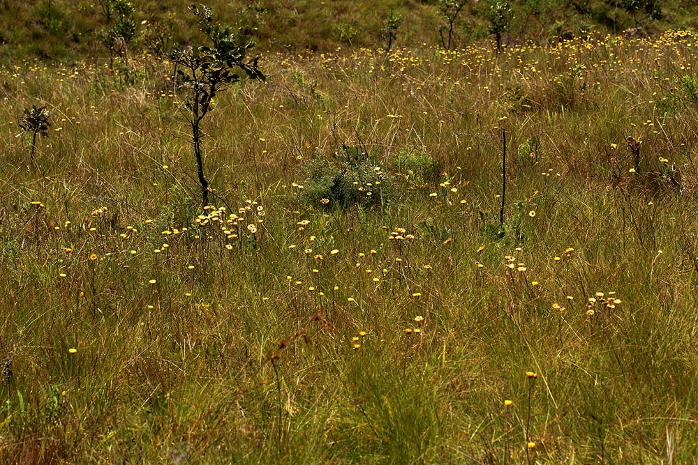 Helichrysum aureum var. monocephalum