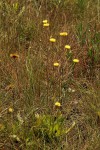 Helichrysum aureum var. monocephalum