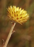 Helichrysum aureum var. monocephalum