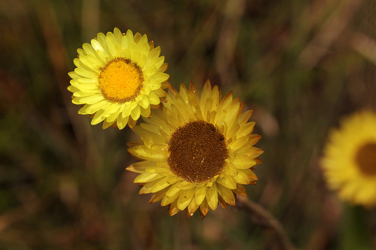 Helichrysum aureum var. monocephalum