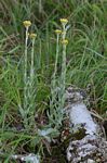 Helichrysum cephaloideum