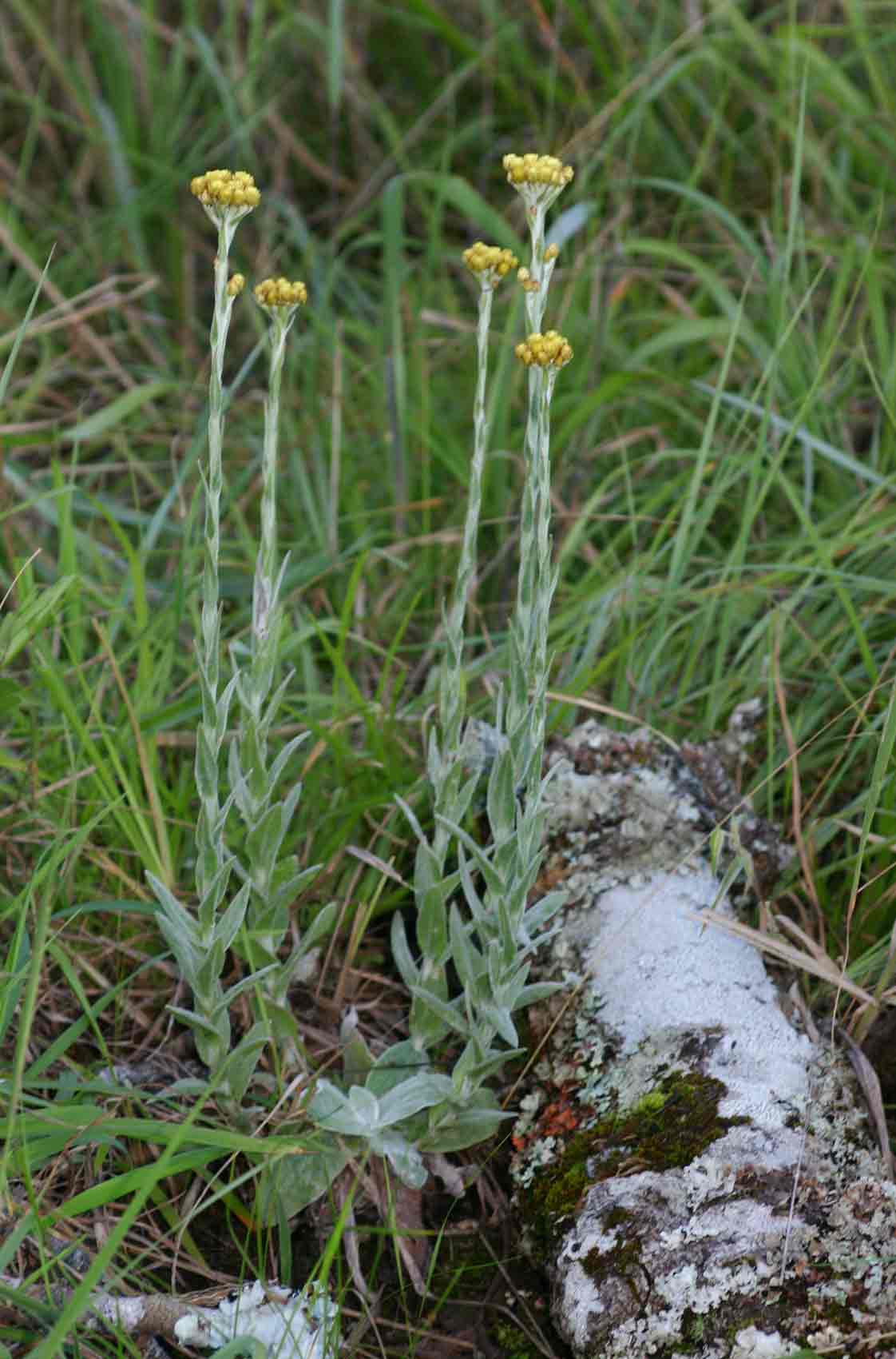 Helichrysum cephaloideum