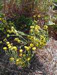 Helichrysum cooperi