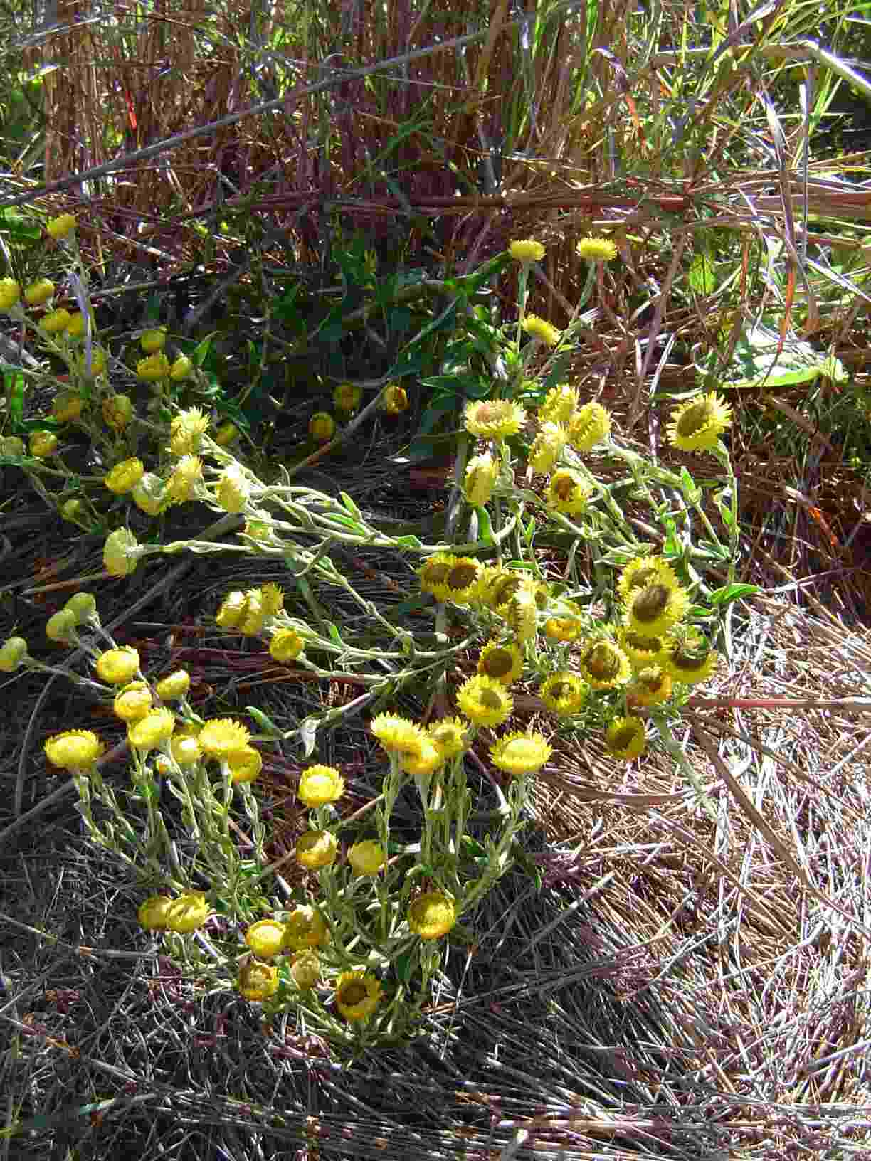 Helichrysum cooperi