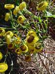 Helichrysum cooperi