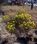 Helichrysum kraussii