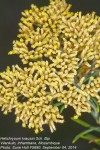Helichrysum kraussii