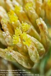 Helichrysum kraussii