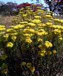 Helichrysum kraussii