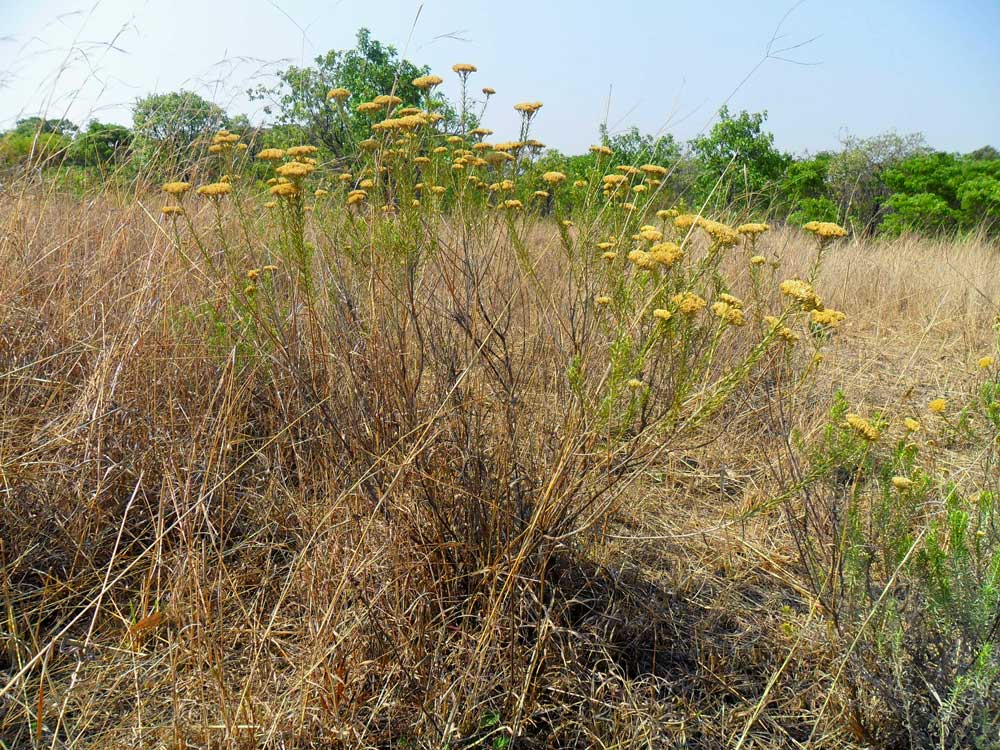 Helichrysum kraussii