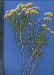 Helichrysum kraussii