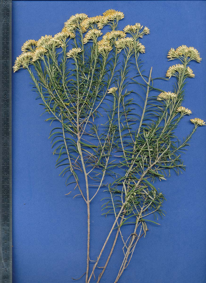 Helichrysum kraussii