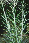 Helichrysum kraussii