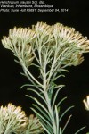 Helichrysum kraussii