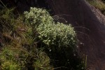 Helichrysum lepidissimum