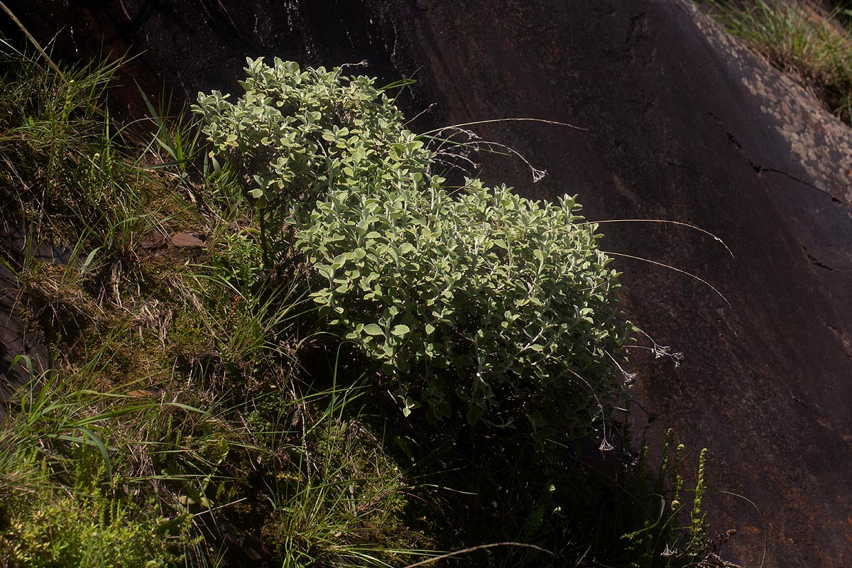 Helichrysum lepidissimum