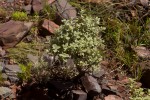 Helichrysum lepidissimum