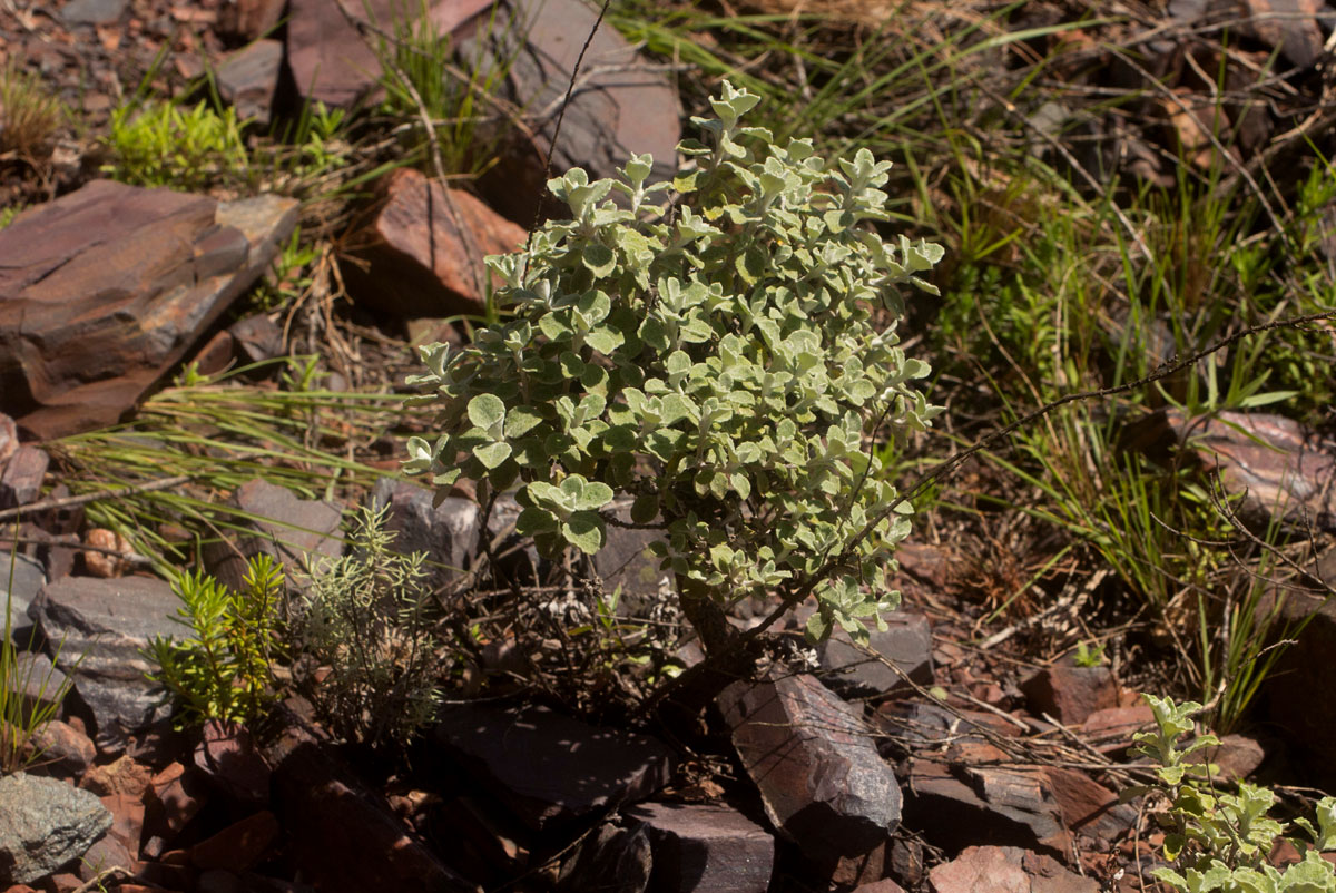 Helichrysum lepidissimum