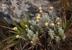 Helichrysum lepidissimum
