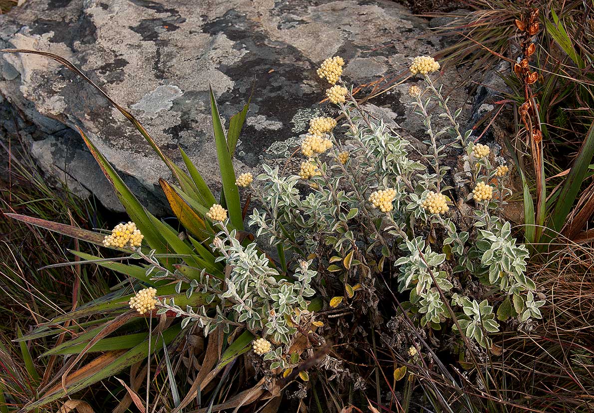 Helichrysum lepidissimum