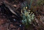 Helichrysum lepidissimum