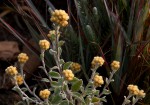 Helichrysum lepidissimum