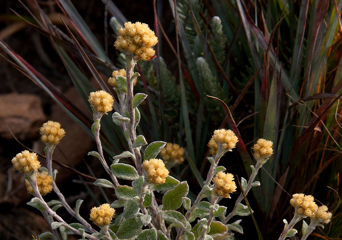 Helichrysum lepidissimum