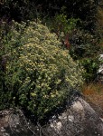 Helichrysum lepidissimum