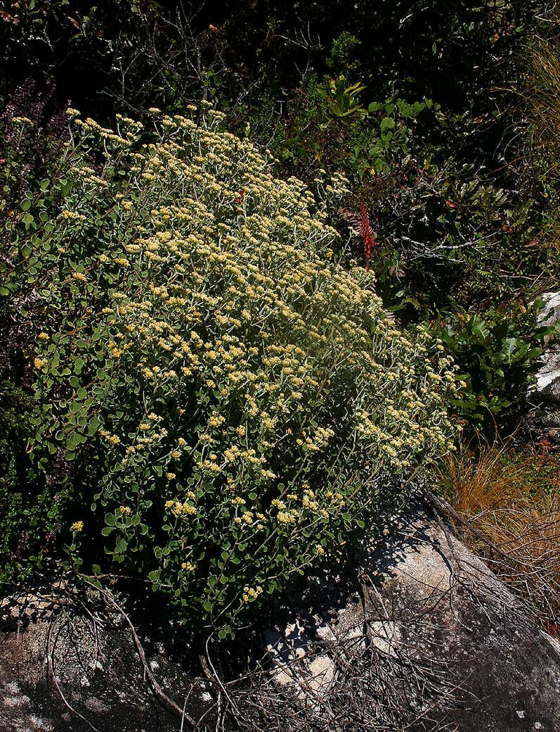 Helichrysum lepidissimum