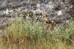 Helichrysum lepidissimum