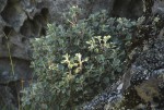 Helichrysum lepidissimum