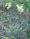 Helichrysum nitens subsp. nitens