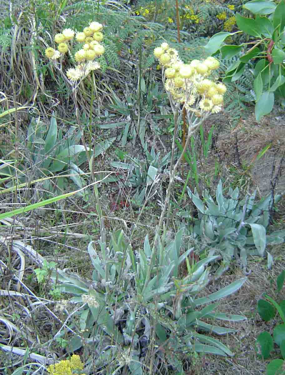 Helichrysum nitens subsp. nitens