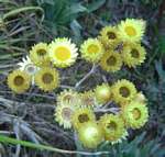 Helichrysum nitens subsp. nitens