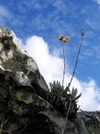 Helichrysum nitens subsp. nitens