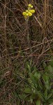 Helichrysum nitens subsp. nitens