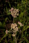 Helichrysum nudifolium var. oxyphyllum
