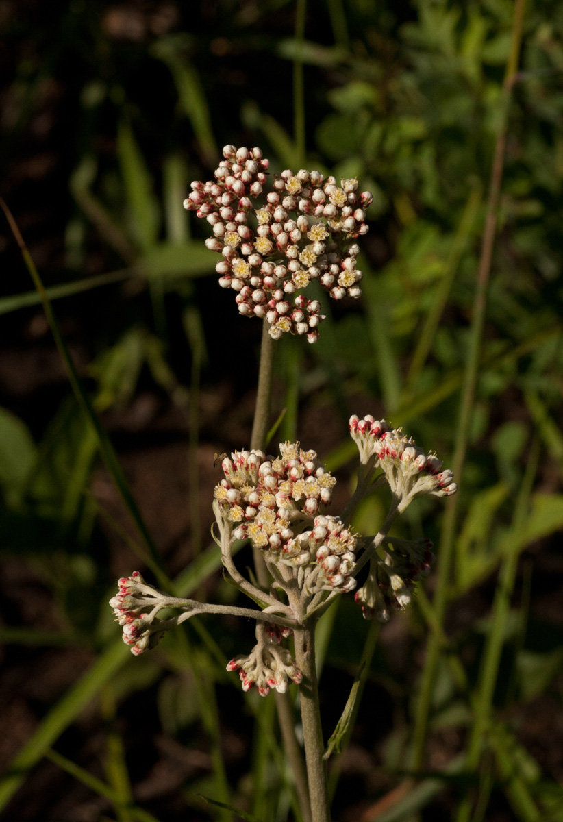 Helichrysum nudifolium var. oxyphyllum
