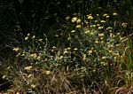 Helichrysum panduratum var. panduratum