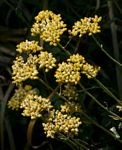 Helichrysum panduratum var. panduratum
