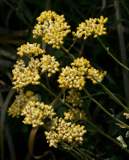 Helichrysum panduratum var. panduratum