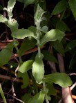 Helichrysum panduratum var. panduratum