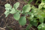 Helichrysum panduratum var. panduratum